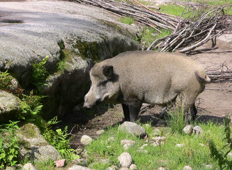 Bennas2010-0352.jpg - The Wild Boar